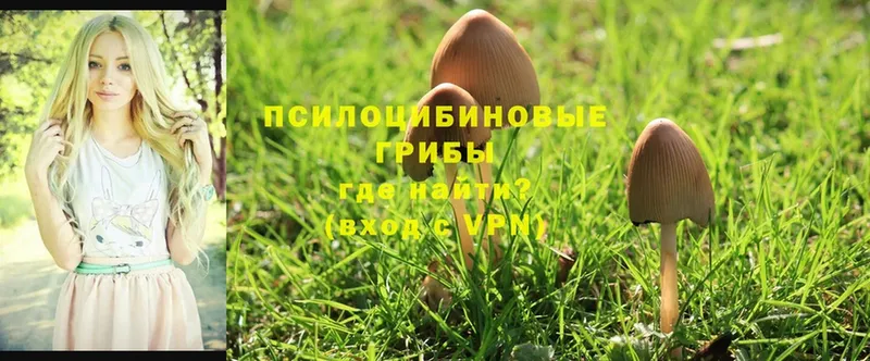 Псилоцибиновые грибы Psilocybine cubensis Татарск